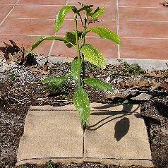 Square mulch-fabric Wood-Jute